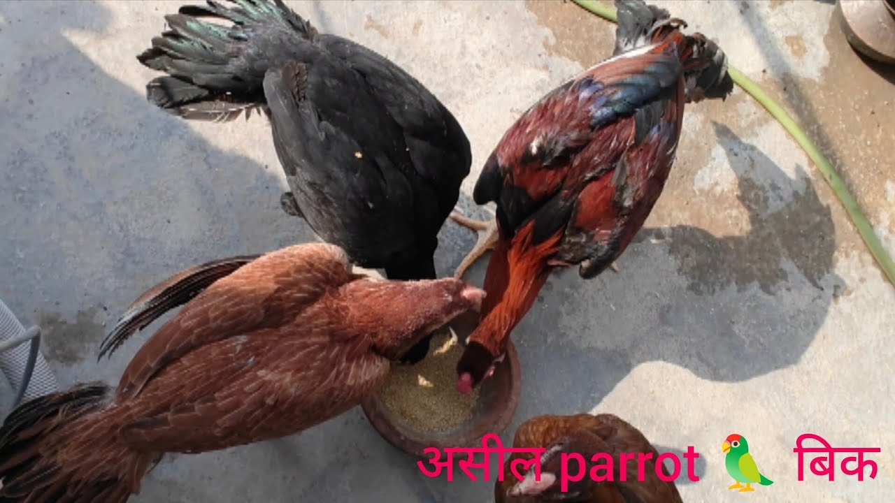 #असील पैरट 🦜 बिक#ASEEL PARROT 🦜 BEAK#17/10/2025
