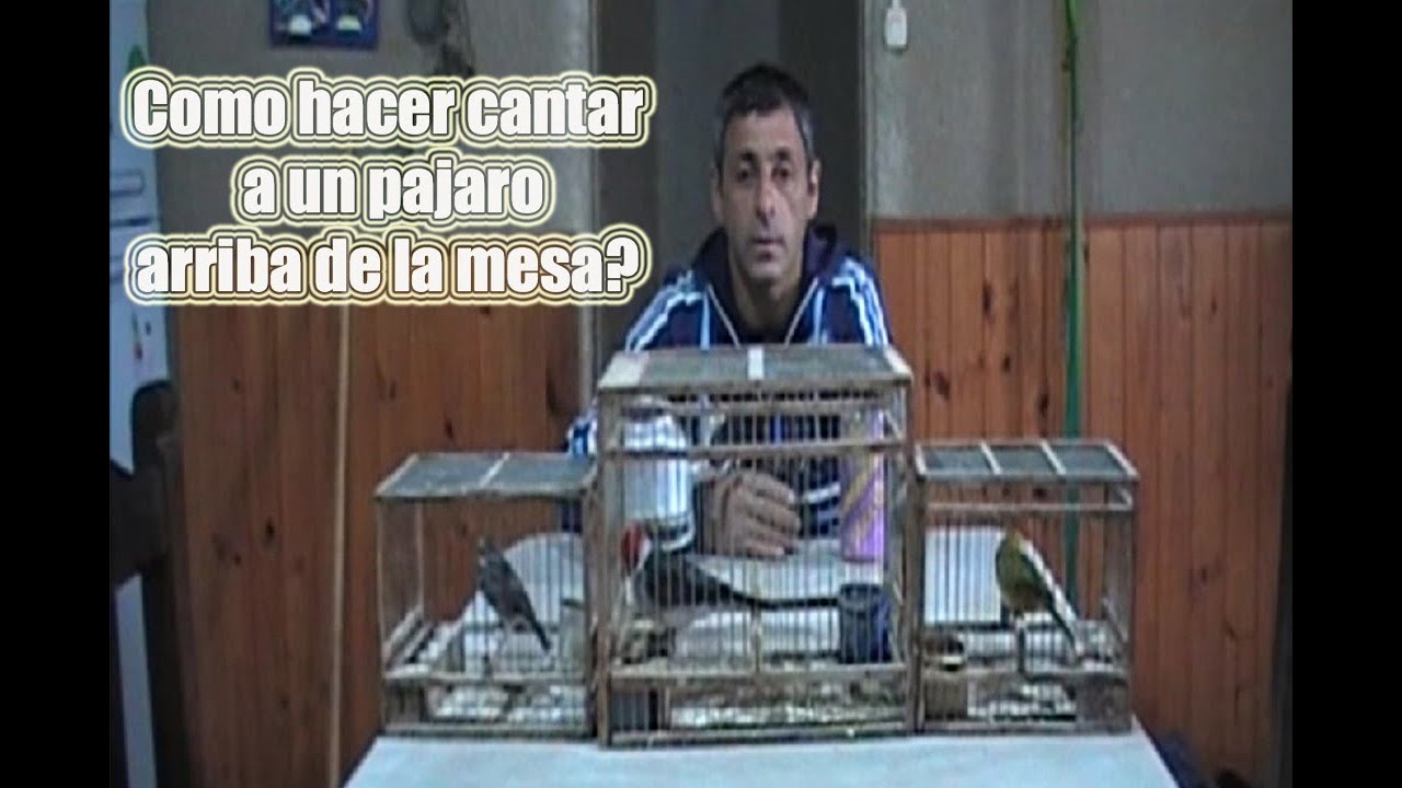 Cómo hacer cantar un pájaro arriba de la mesa