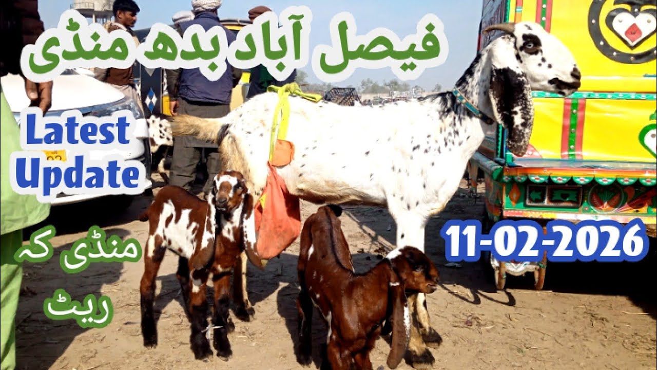 Latest Updated Faisalabad Mandi 11-02-2026