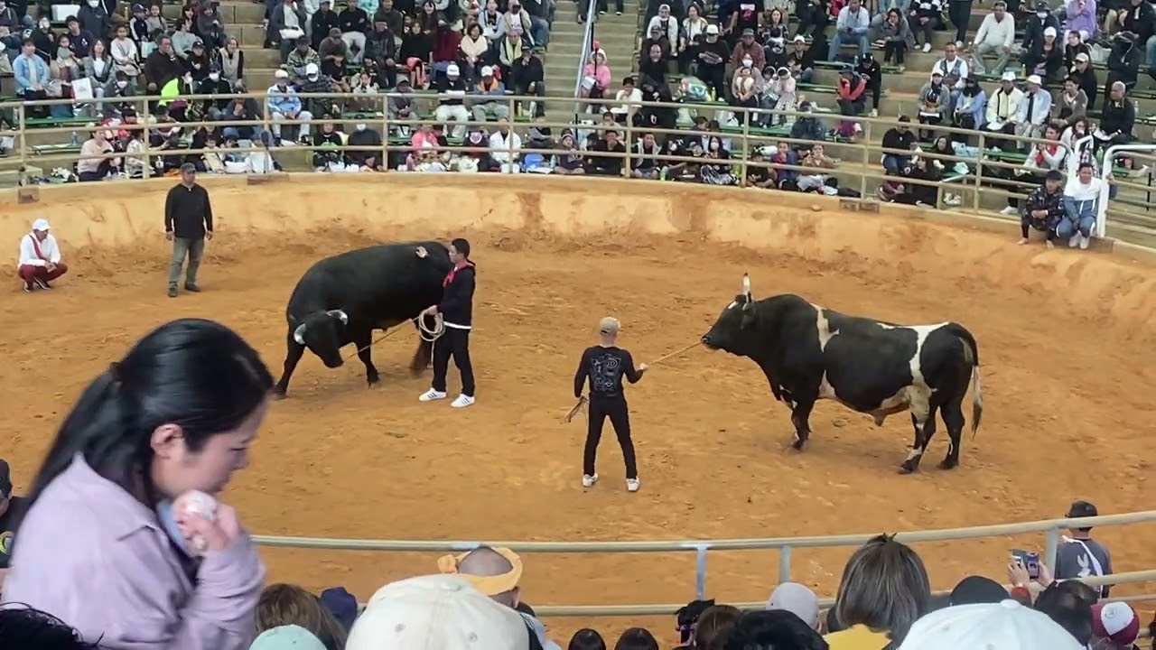 2026/03/15 沖縄闘牛　それいけ大魔神🆚かあ