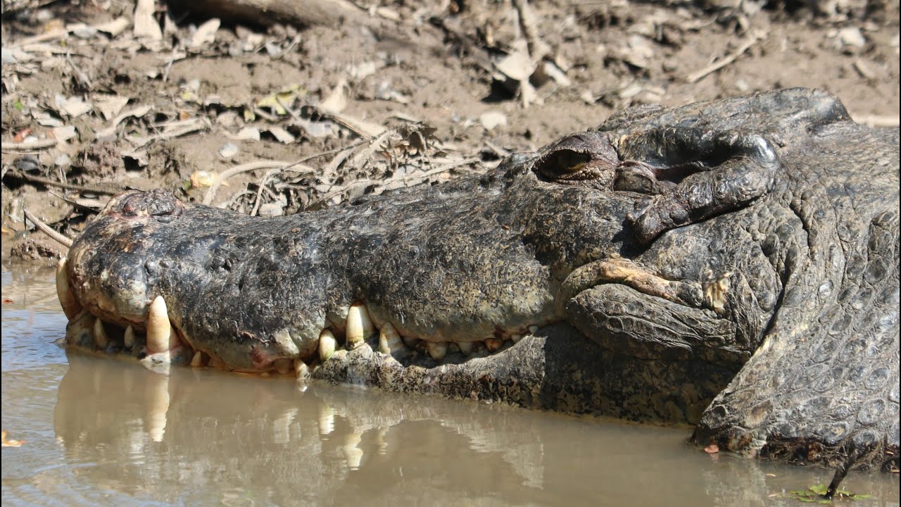 Yellow Water Cruise, Kakadu