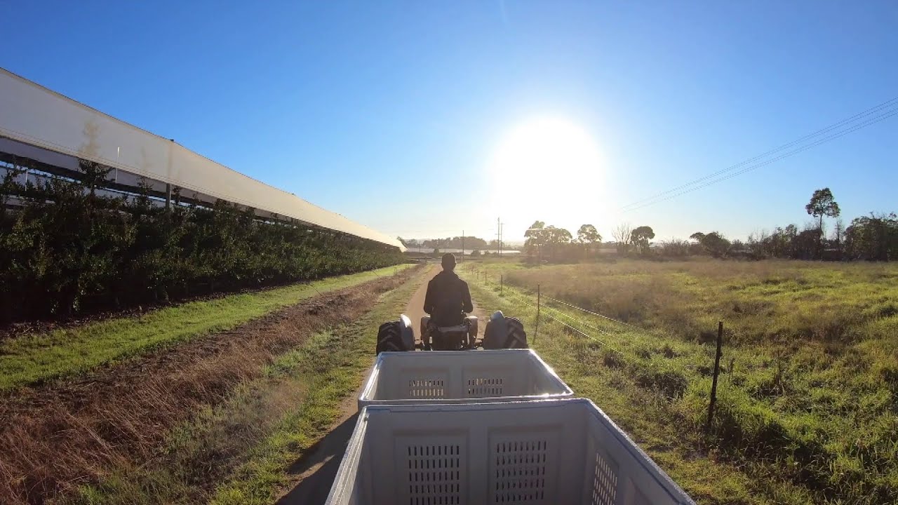 Apple Picking in Stanthorpe Queensland - Meet the Team - vlog #1