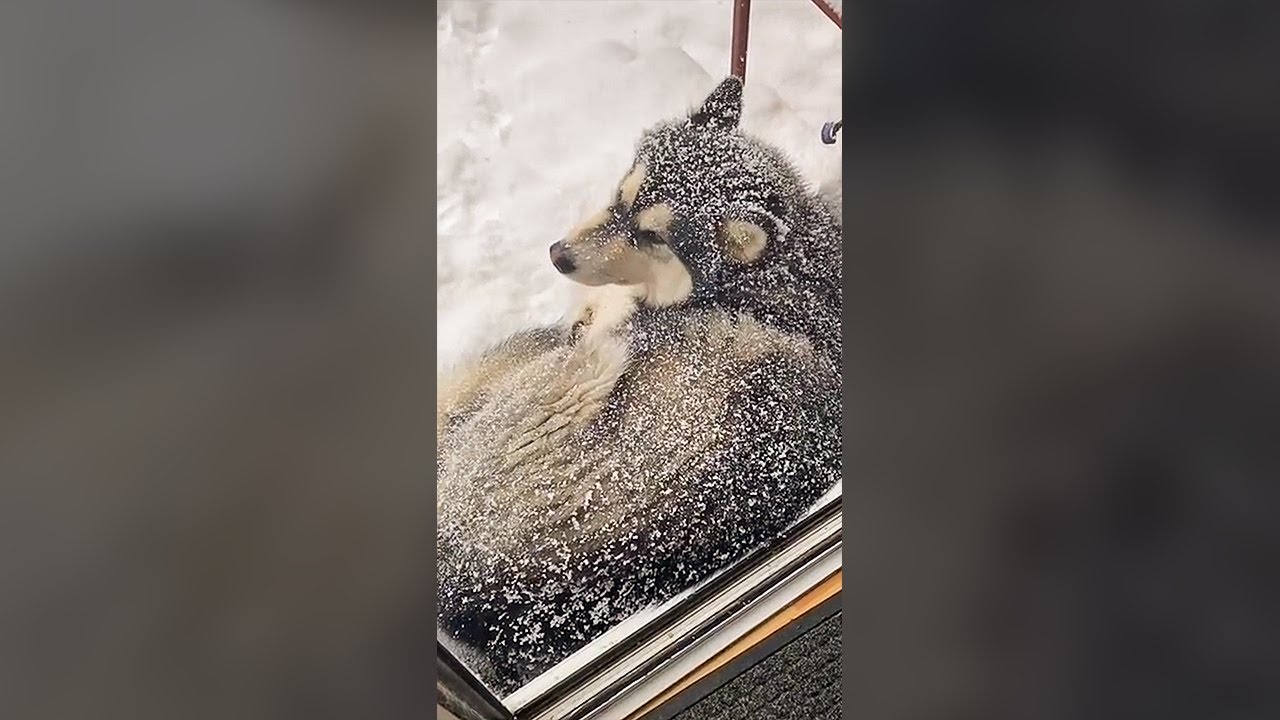 Husky Loving the Snow - Funny Dog Videos 🐾