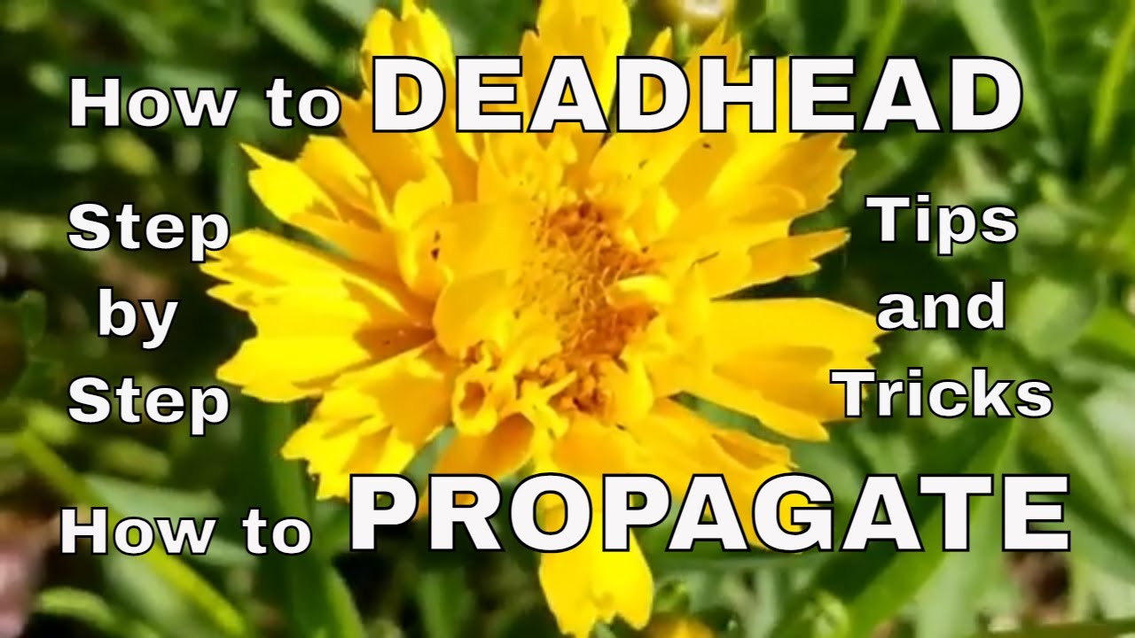 How to Care For and Propagate a Tickseed Coreopsis Plant