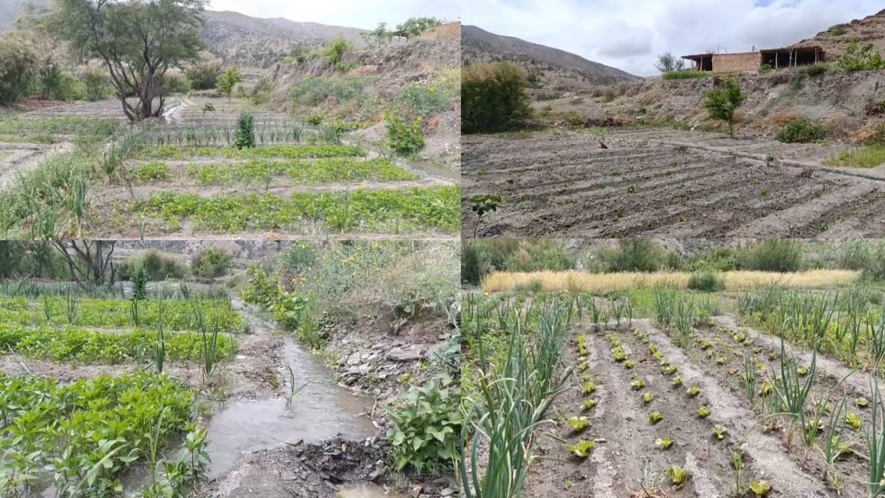 واد غيس مركز الفلاحة والمنتجات طبعية🌲ومناظر رائعة نواحي الحسيمة