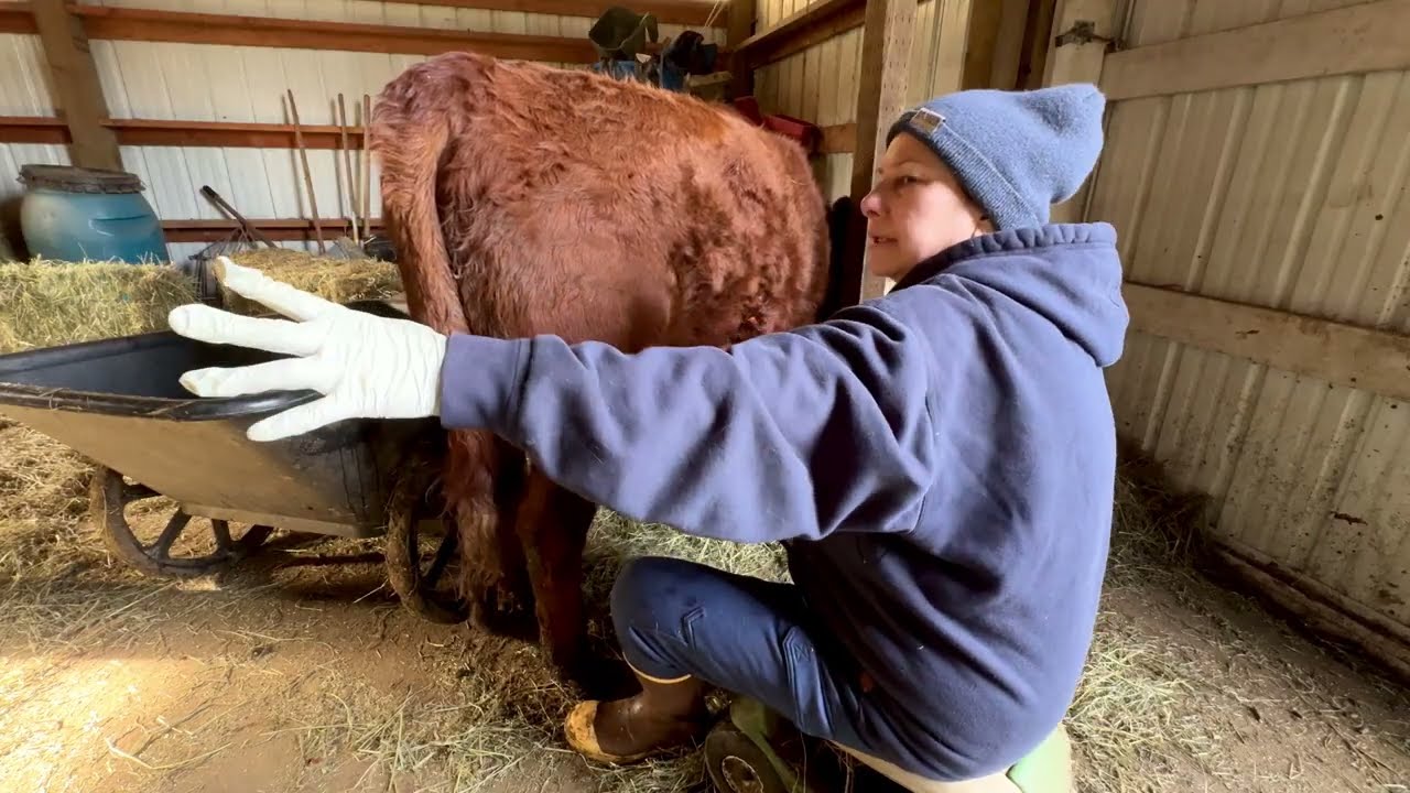Boom 💥 First time being milked, did I just get kicked?