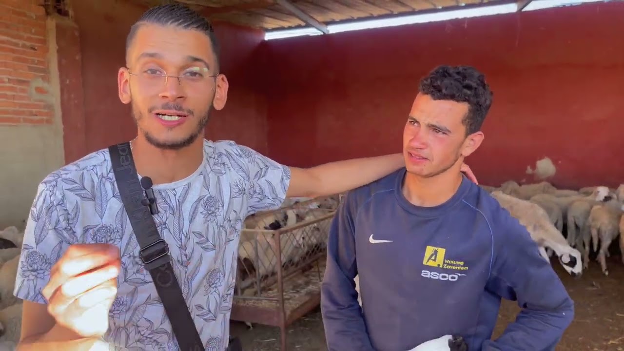 في مدينة طنجة الحولي ديال العيد الثمن ابتداءا من 800 درهم. شوفو اكبر حولي في طنجة 6500درهم