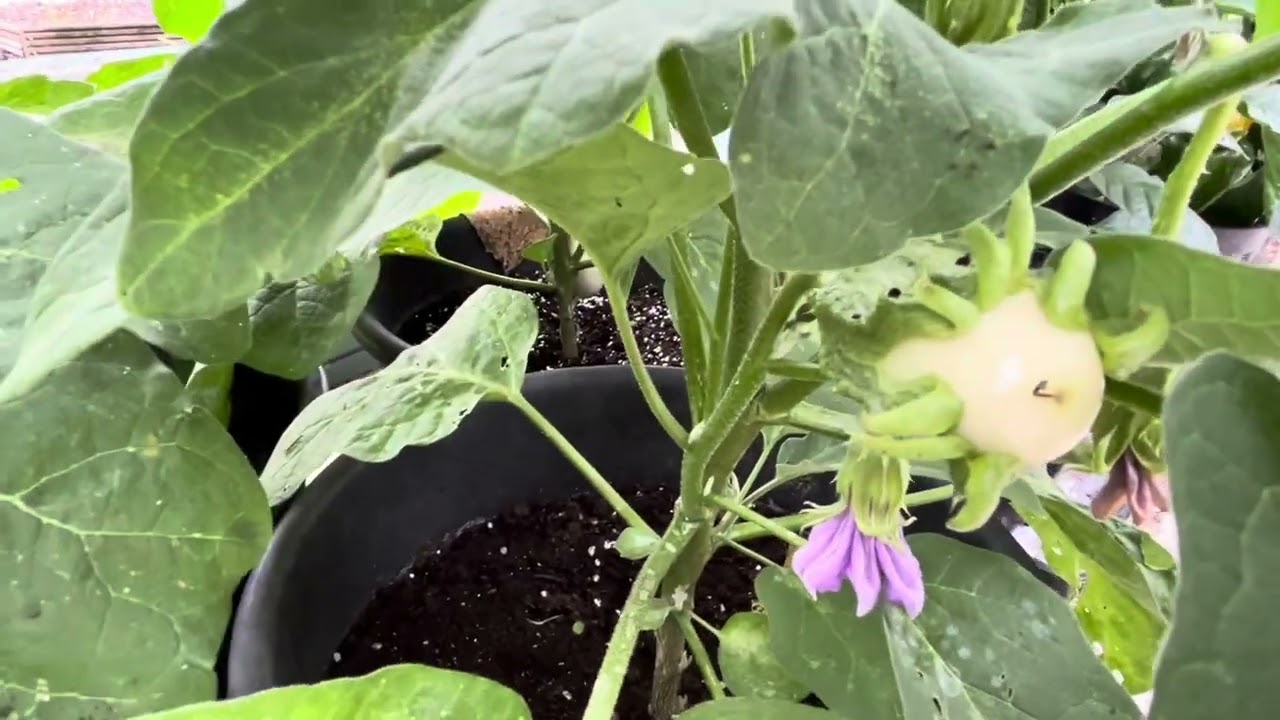 A Grand Tour of my Rhino greenhouse