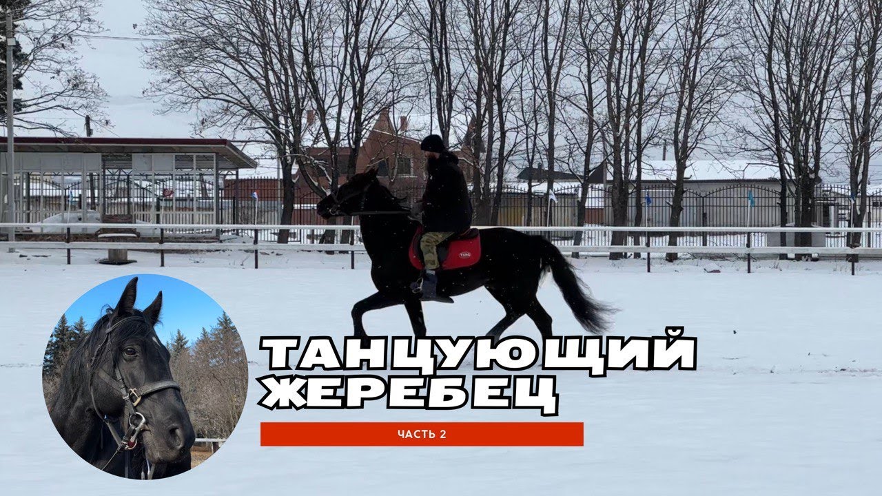Танцующий жеребец. 2-ая часть. Вроде победили | Александр Обжерин