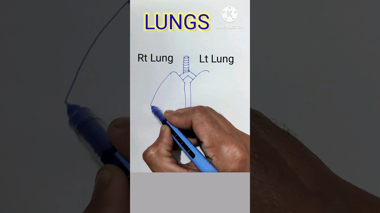 How to Draw Lungs #anatomy #medical #shorts #viral