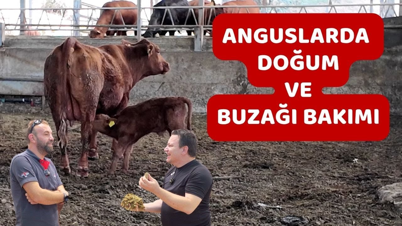 Angus Buzağı Doğumu, Bakım Ve Beslemesi Nasıl Yapılmalı?