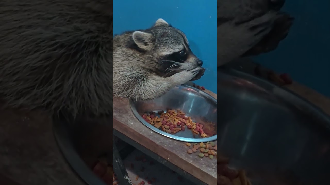 Енот Билли ест из своей полупрозрачной миски 🥣 Я заплатил за эту миску всего 5 долларов на Market...