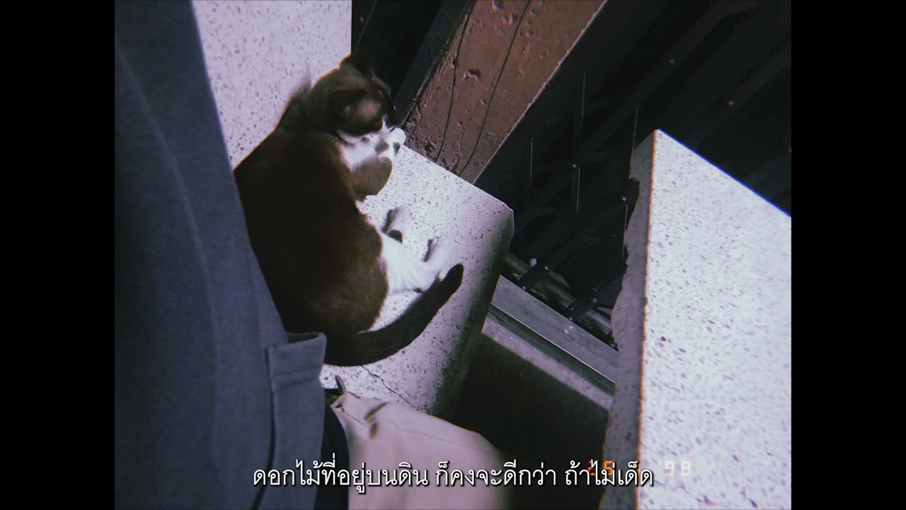 คืนนี้เธอหลับรึยัง  - PORAME (Can't Help Falling In Love)