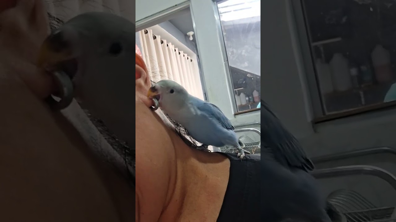 Os pássaros se divertem 🦜🦜🦜🦜🦜