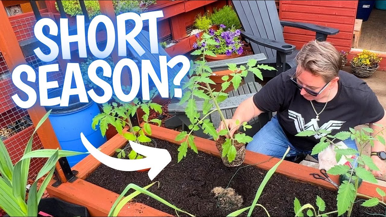 Matching the tomato to the garden, not the other way round