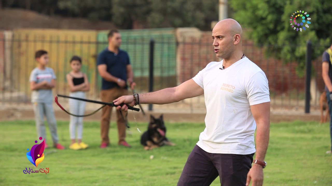 دوت مصر | طريقة تعليم الكلب أوامر الطاعة والشراسة