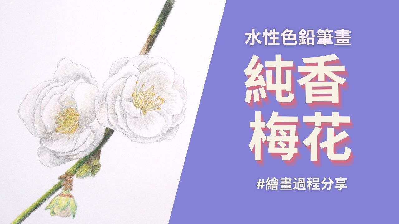 水性色鉛筆畫純香梅花｜繪畫過程分享
