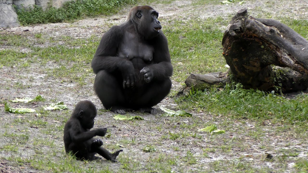 Gorilla Baby Enzi n Mom FYV