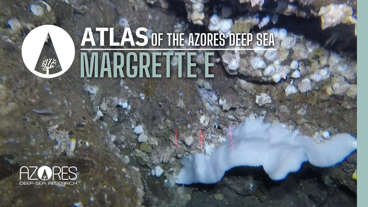 Margrette E seamount | ATLAS of the Azores deep sea