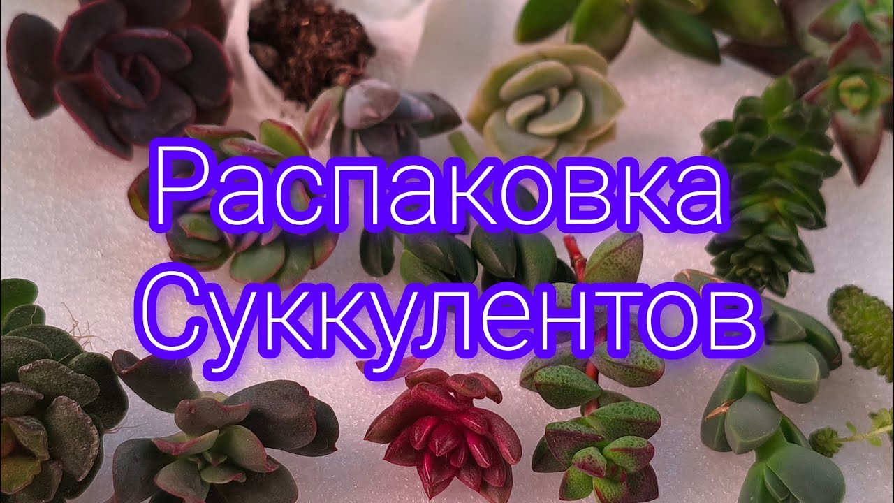 Распаковка суккулентов. Обзор сортов, пробежимся по полочкам🌵