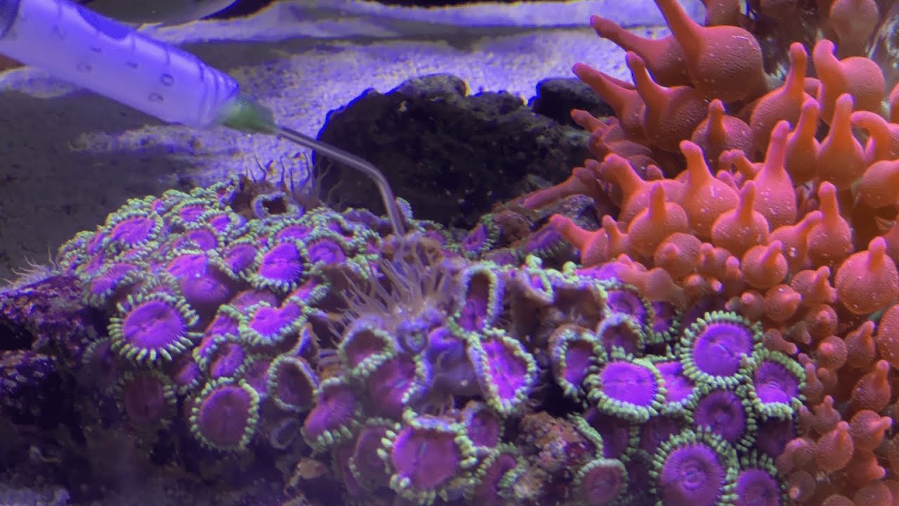 Aiptasia sorunu çözüm. Red Sea Aiptasia X kullanımı.