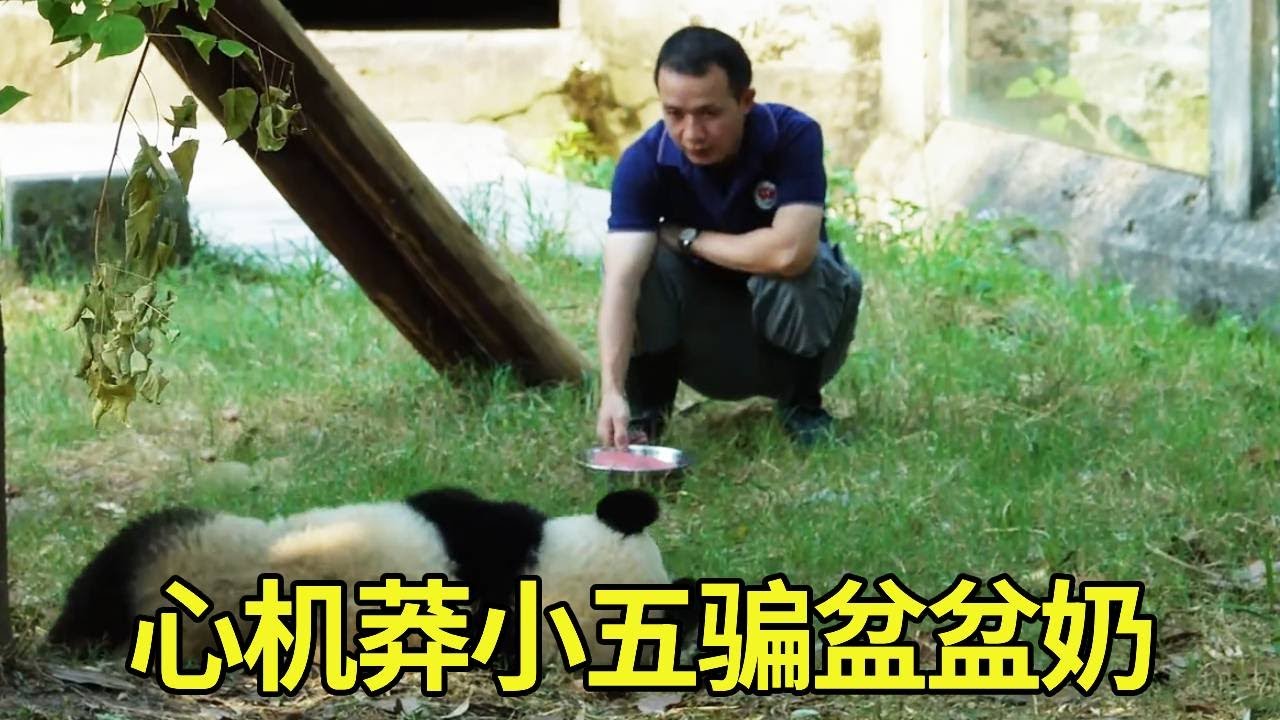 小五耍混收不回去，建哥搬来救兵，让小五完全失去了抵抗力 #大熊猫莽小五 #来这里吸熊猫