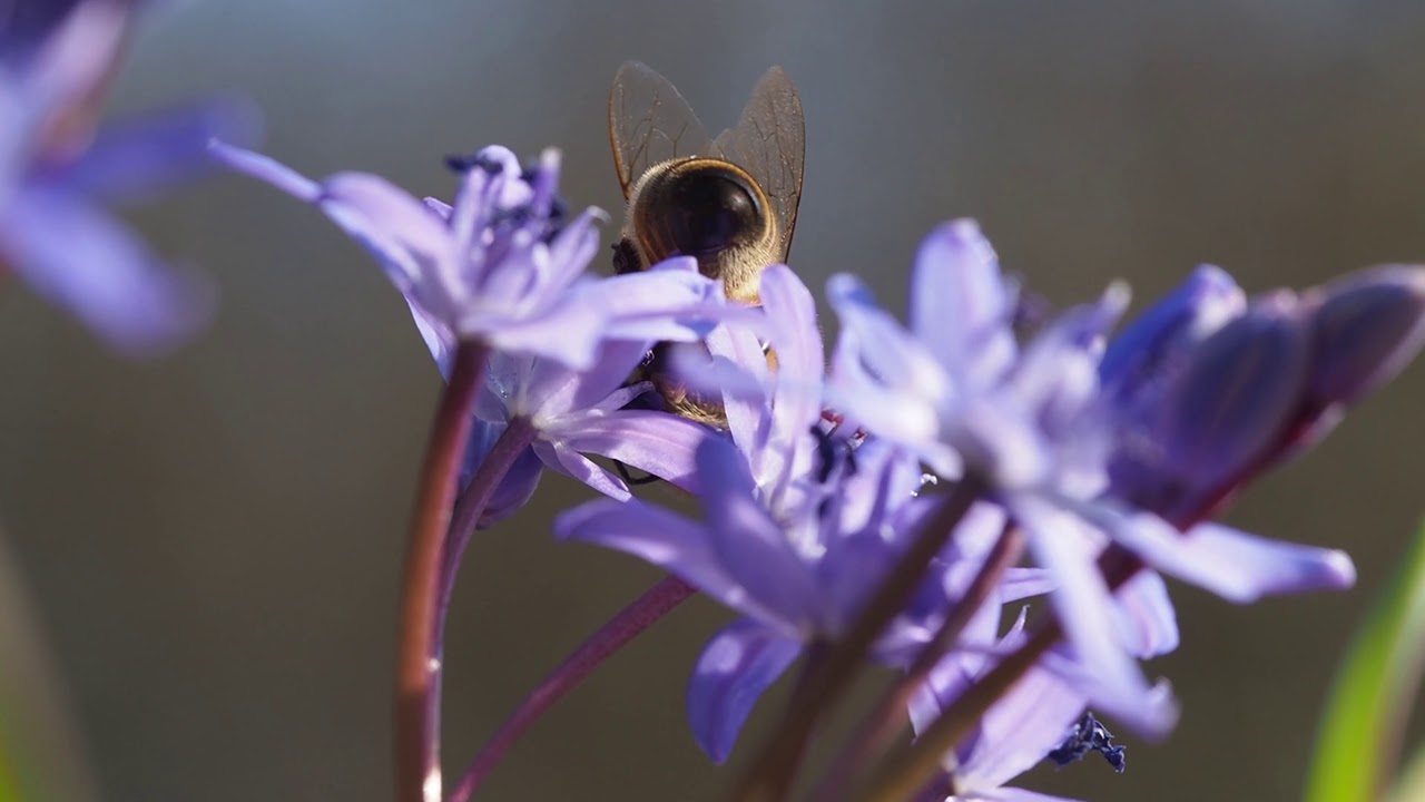 Scilla bifolia