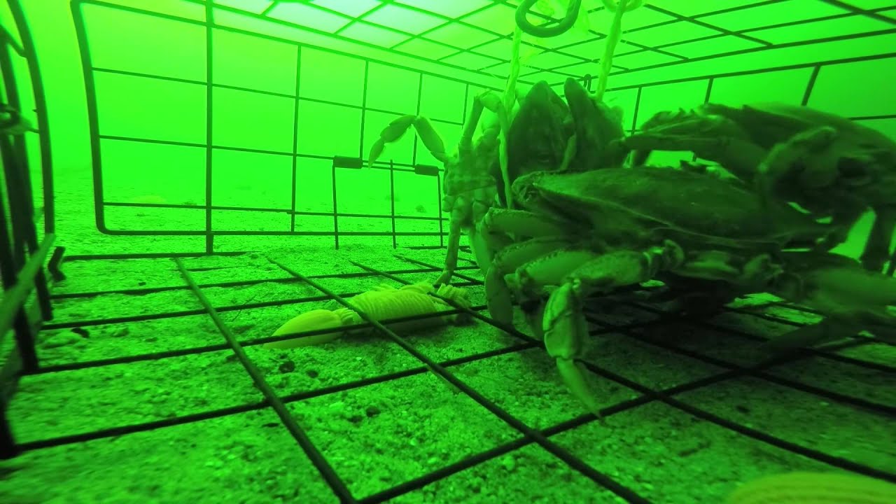 Crab Trap Amazing footage