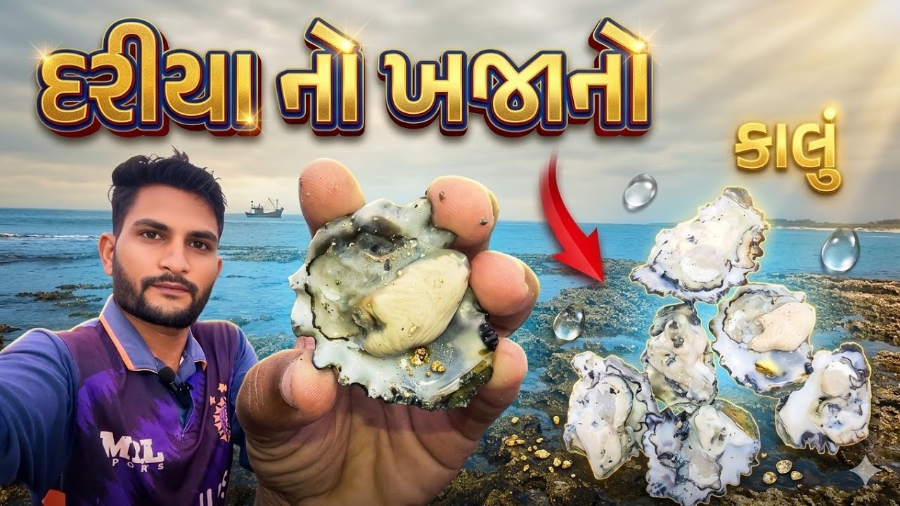 Traditional Way of Catching Oysters from Rocks