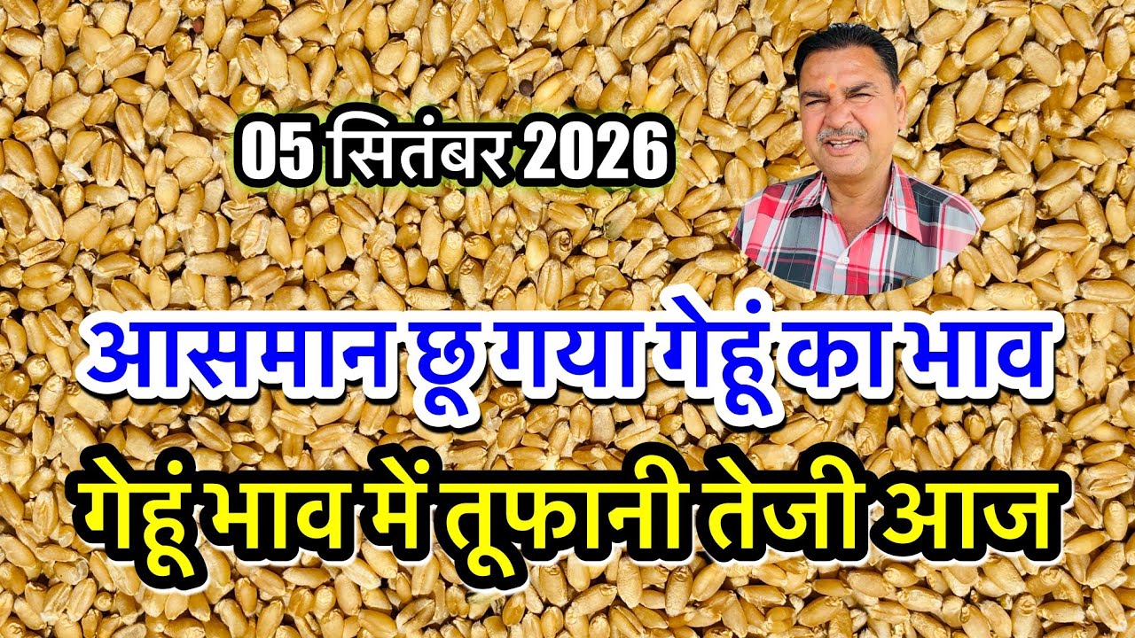गेहूं में जबरदस्त तेजी, गेहूं भाव आसमान छू गया! गेहूँ में बम्पर उछाल, गेहूं का ताजा भाव आज अलवर मंडी