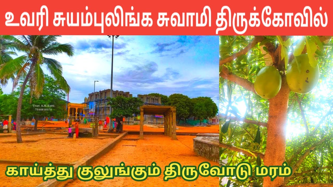 உவரி சுயம்புலிங்க சுவாமி கோவில் காய்த்து குலுங்கும் திருவோடு மரம் | Uvari Suyambulinga Swamy Temple