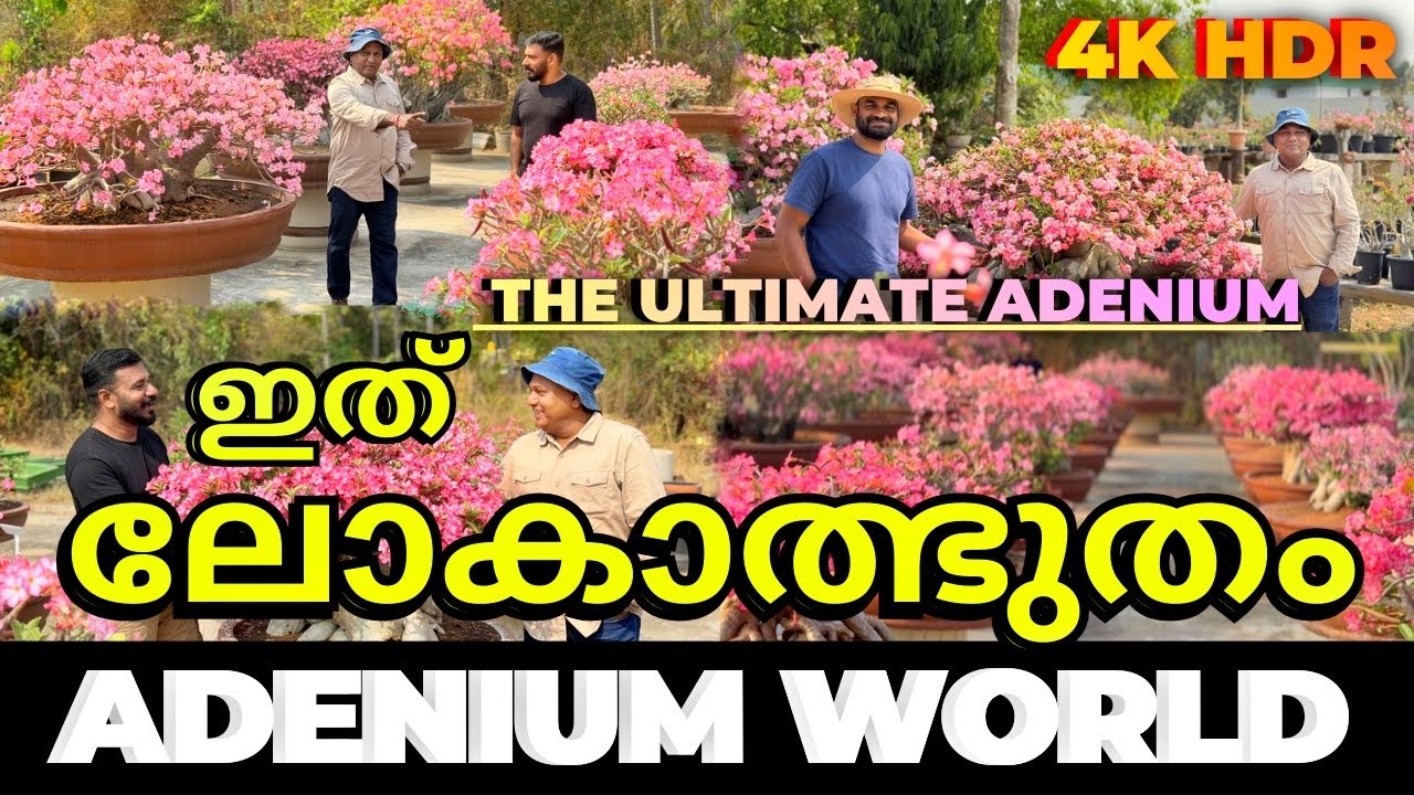 കണ്ണഞ്ചിപ്പിക്കുന്ന Desert Rose ന്റെ Exclusive വീഡിയോ ഗ്രീൻ ഹെവനിലൂടെ ഇതാദ്യം🌸AdeniumTutorialVideo🌸