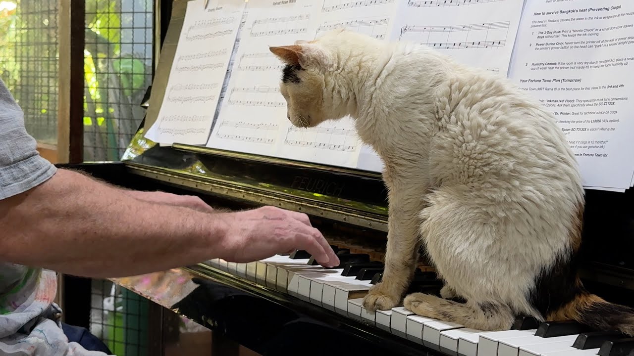 Practicing Piano with Our Blind Cat, Drome