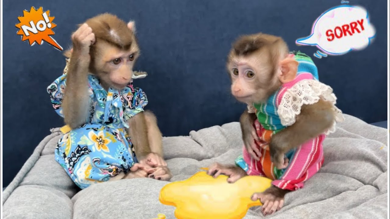 monkey Diana! calls mom when monkey DiDi pees on the bed
