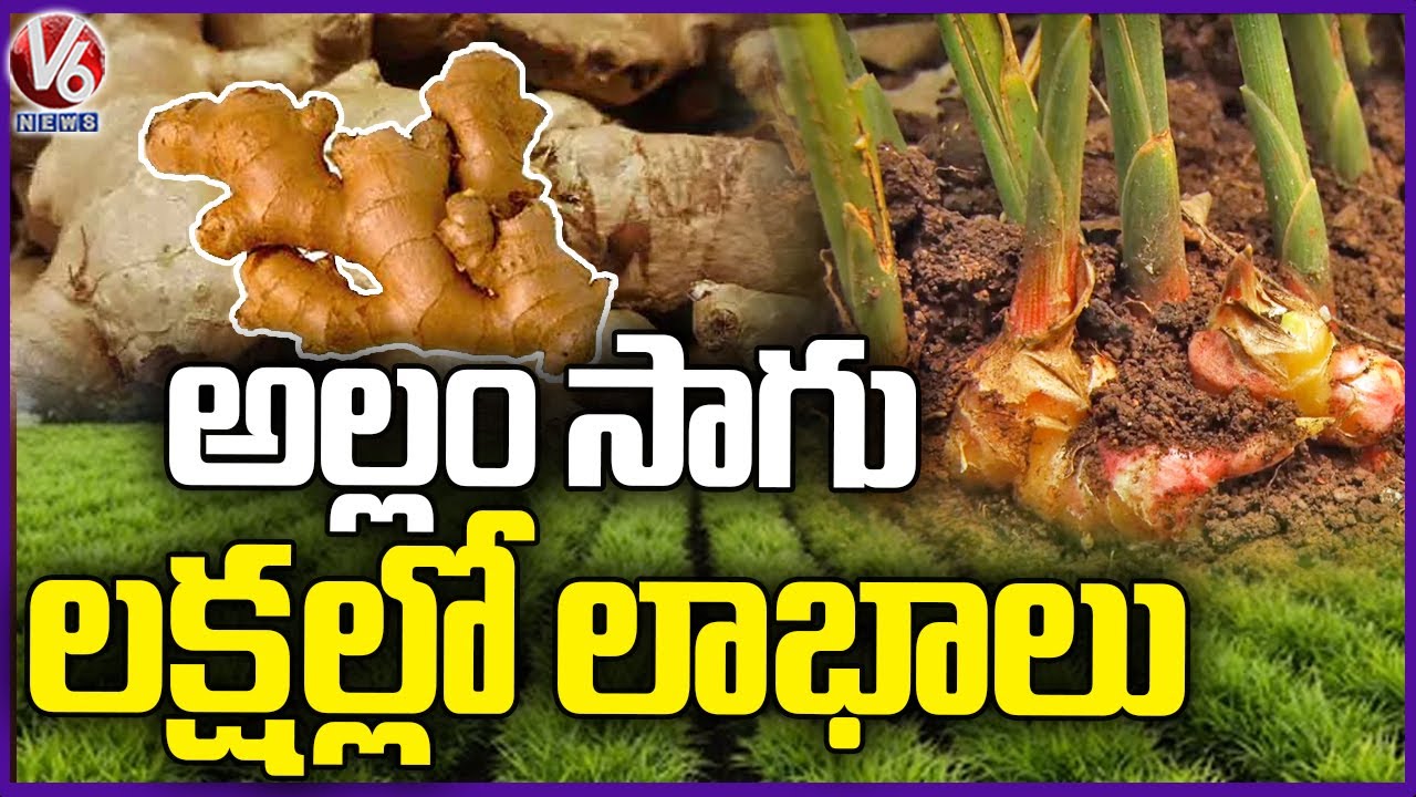 Ginger Farming Techniques | How To Growing Ginger | Sangareddy | V6 News