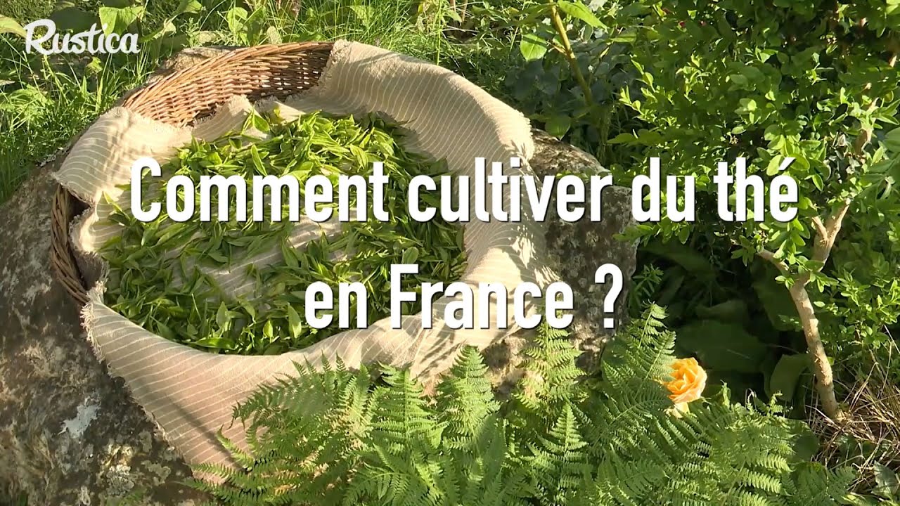 Comment cultiver du thé en France
