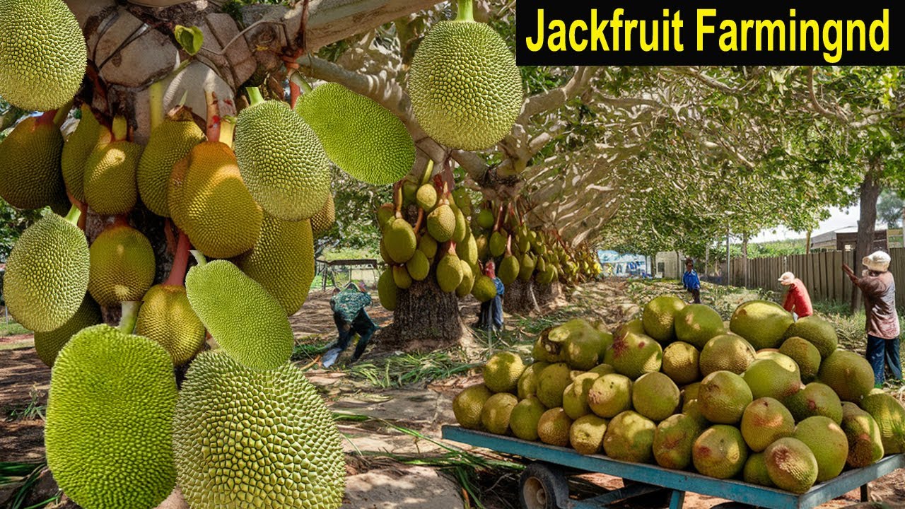 Jackfruit Farming - How to Start a Business Jackfruit Farm - How to Grow Jackfruit - Business Ideas