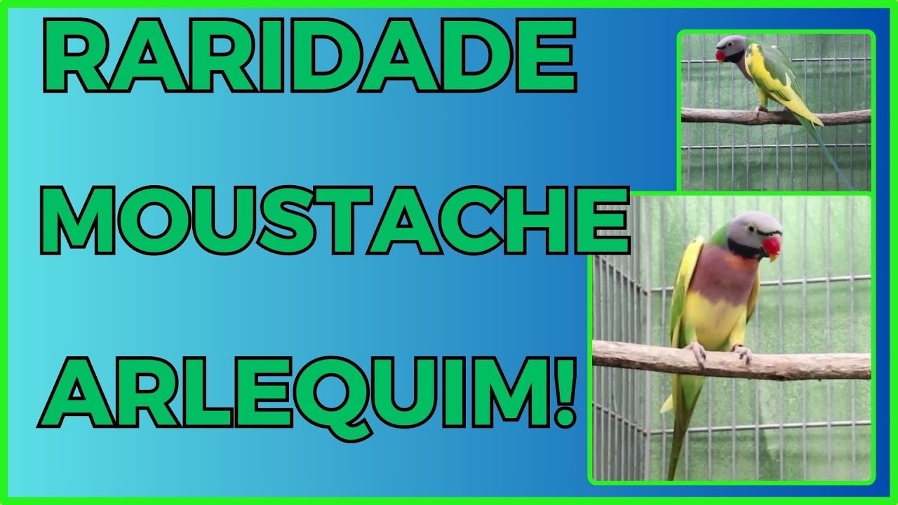 UMA RARIDADE MOUSTACHE ARLEQUIM!!!Cortes da Live.