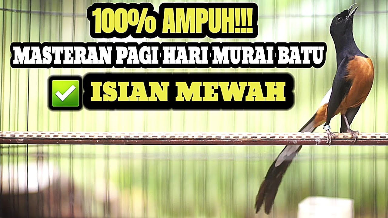 MASTERAN MURAI BATU TEMBAKAN MEWAH FULL ISIAN MERANGSANG MURAI BATU AGAR BONGKAR ISIAN