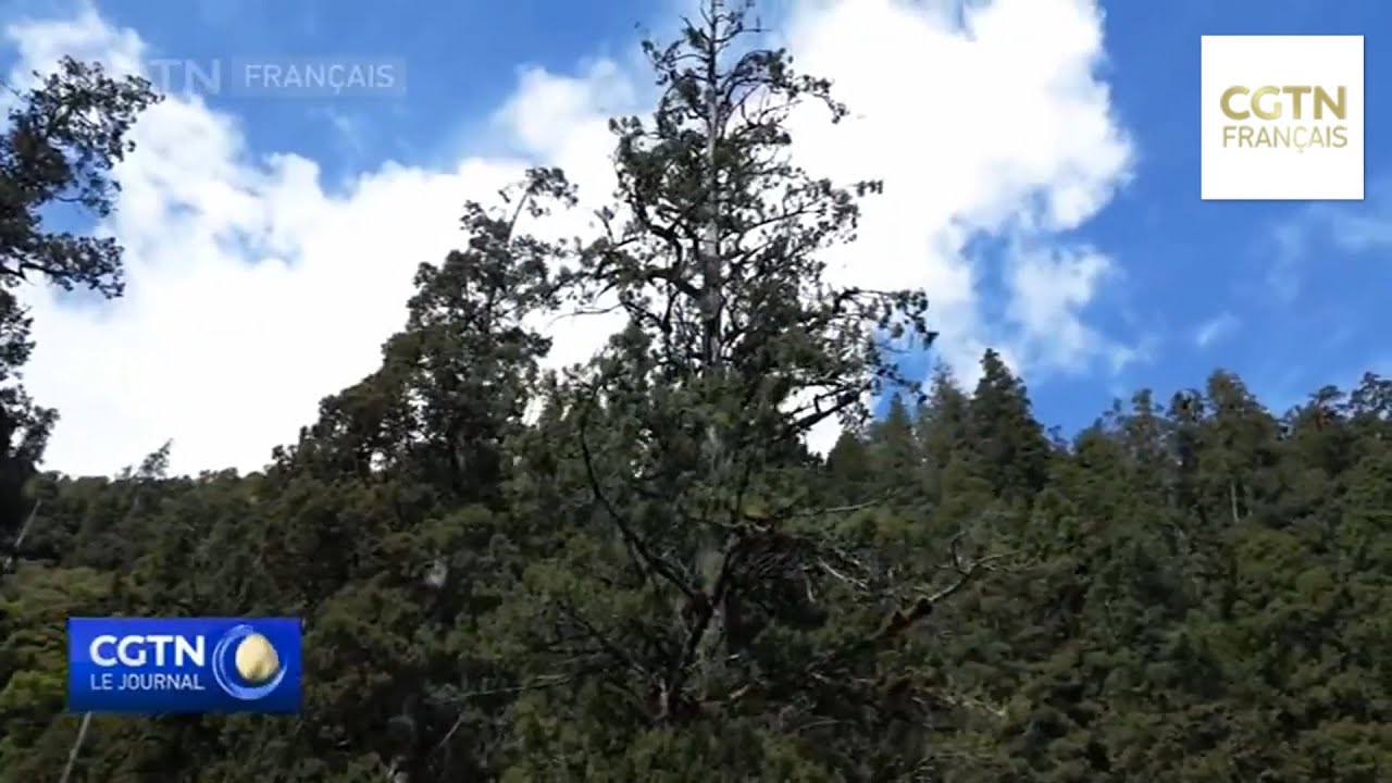 Le plus grand arbre d'Asie est estim&eacute; &agrave; environ 1 500 ans