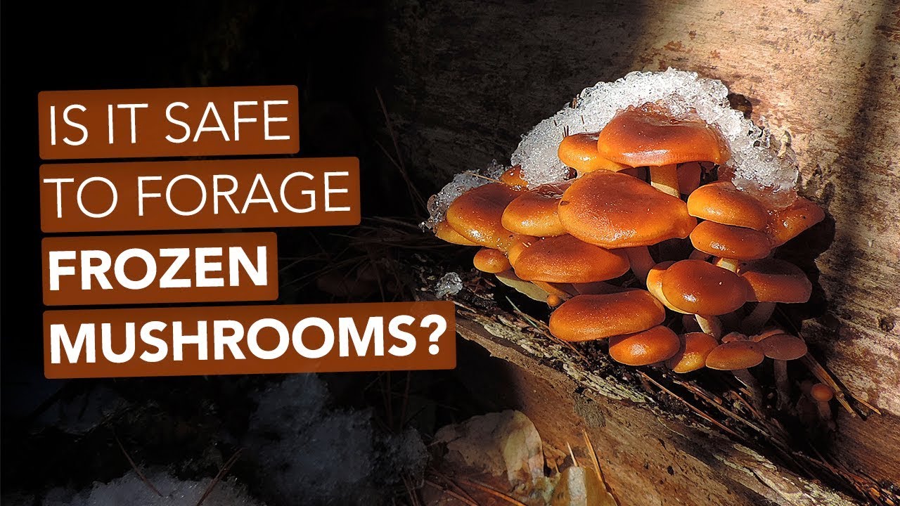 Is It Safe To Forage Frozen Mushrooms?