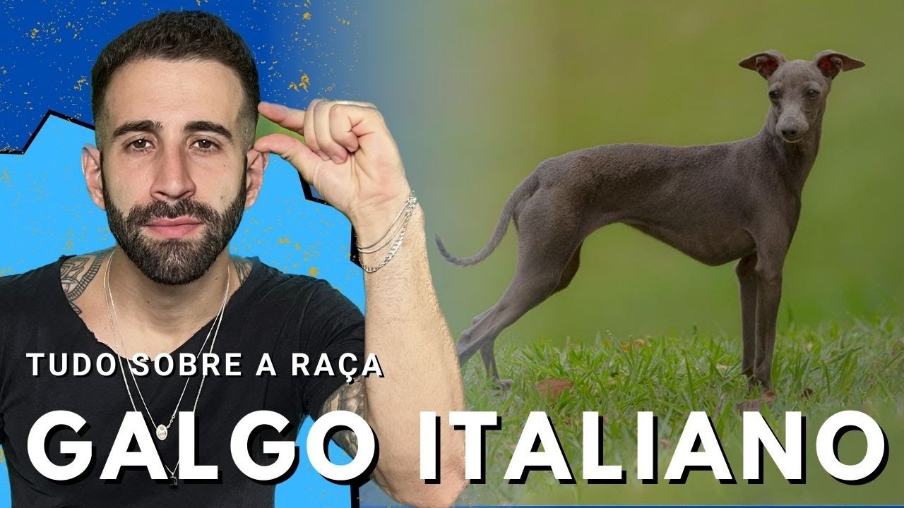 Tudo sobre a raça GALGO ITALIANO