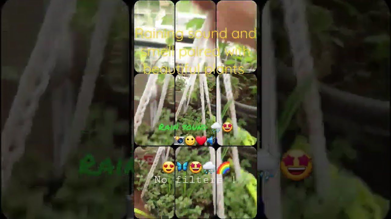 Raining sound paired with beautiful hanging plants ❤️🙂📸🌈🤩🔊🌧️🦋😍🎈