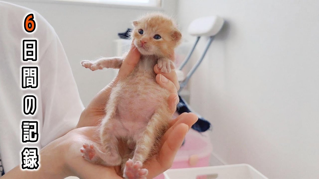 倉庫にぽつんと居た、ひとりっ子猫「茶トラ」6日間の記録【保護猫生活】