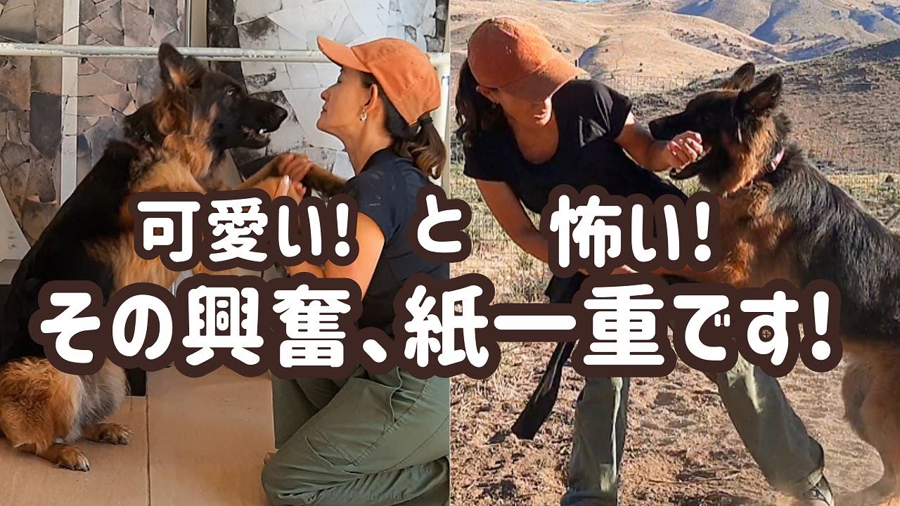【ジャーマンシェパード】その犬の興奮、今抑えなくて大丈夫ですか？