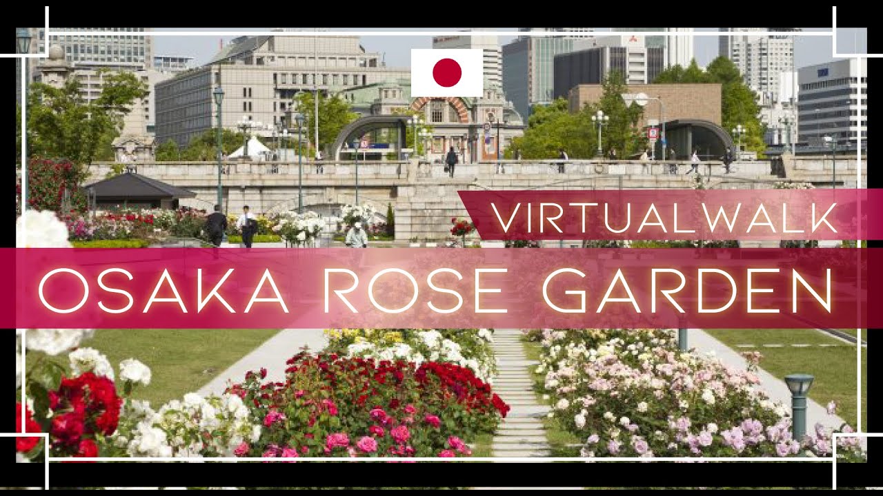 【VIrtual Walk】Osaka Nakanoshima Park Rose Garden #中之島バラ #中之島公園 #virtualwalk