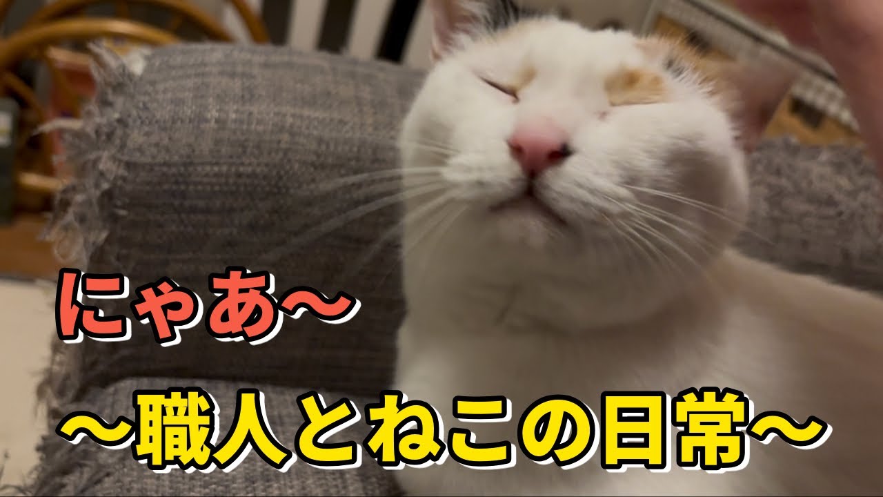 もねの日常