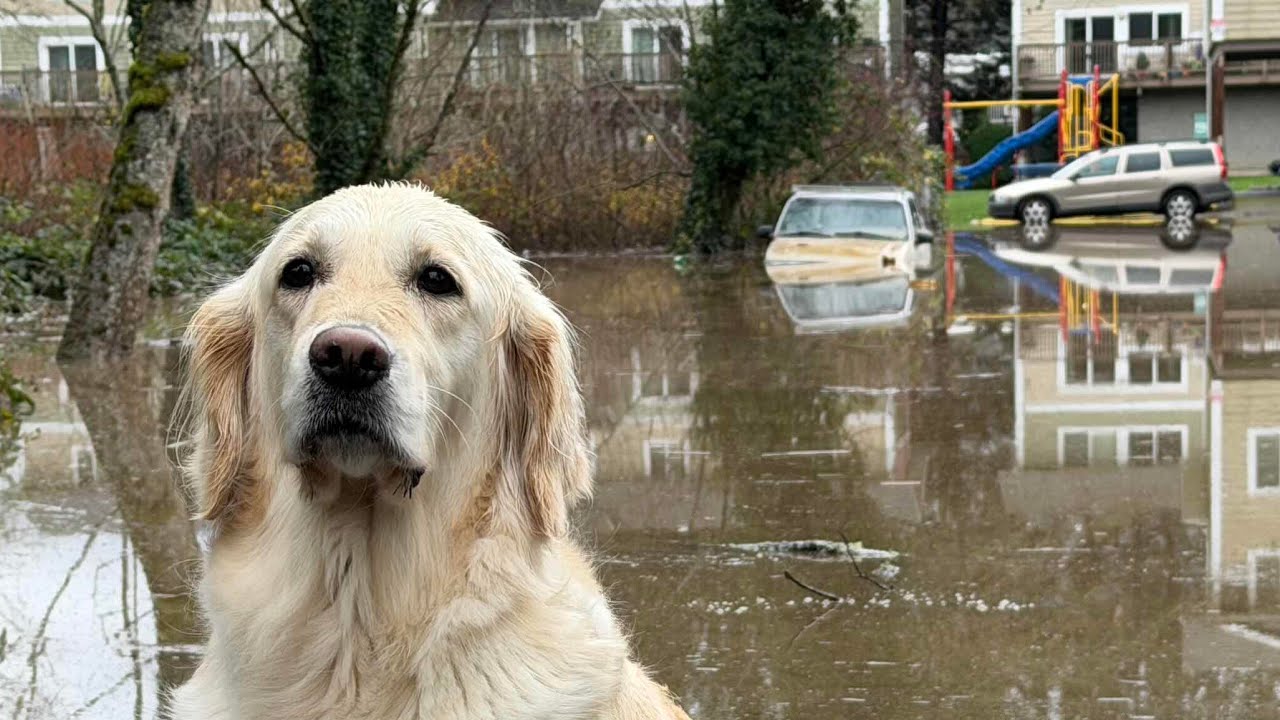 Major flooding western Washington,  North bend,  Snoqualmie
