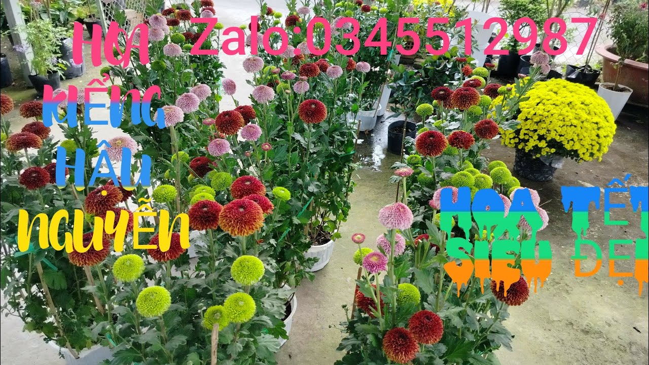 31/1/2026👉 Zalo:0345512987💥 vườn hoa kiểng hậu Nguyễn gl ace hoa kiểng các loại bao ship 