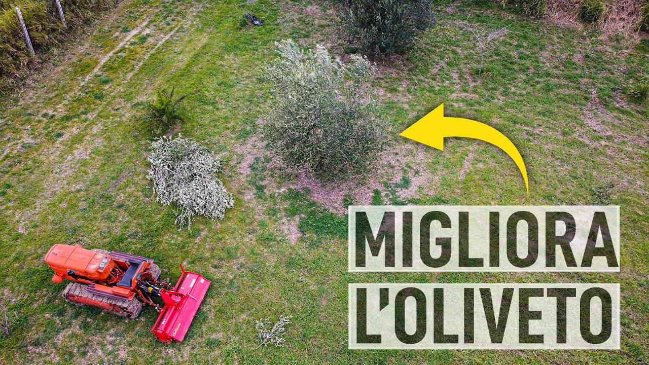 Coltivare l'OLIVO. Tutti gli ERRORI da non FARE. Trapianto, potatura e suolo 🌳
